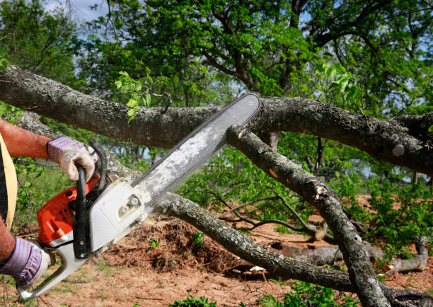 Boiling Spring Lakes, NC Tree Care Company